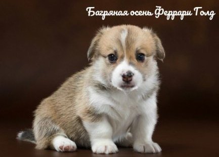 Щенки Вельш Корги Пемброк - 2. Багряная осень.