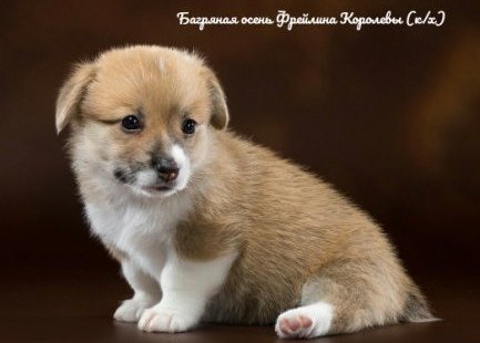 Щенки Вельш Корги Пемброк - 3. Багряная осень.