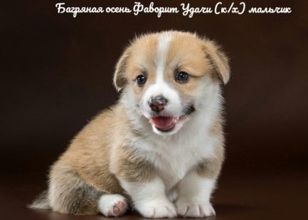 Щенки Вельш Корги Пемброк - 4. Багряная осень.