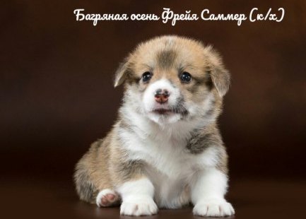 Щенки Вельш Корги Пемброк - 5. Багряная осень.