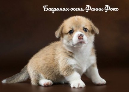 Щенки Вельш Корги Пемброк - 6. Багряная осень.