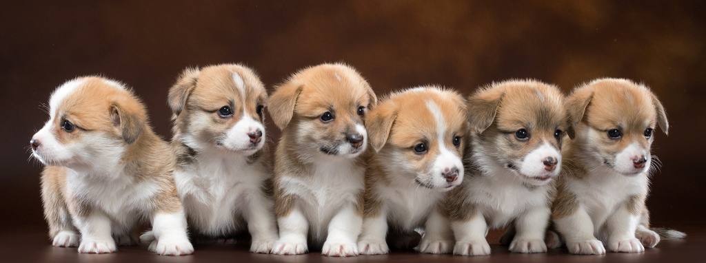 Купить щенка Вельш Корги Пемброк 2019 г. Багряная осень.