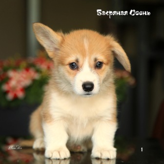 Щенки Вельш Корги Пемброк помета литер Ф-1 2021 года