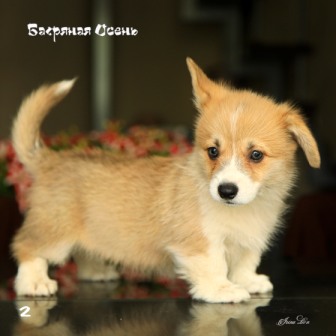 Щенки Вельш Корги Пемброк помета литер Ф-2 2021 года