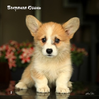 Щенки Вельш Корги Пемброк помета литер Ф-3 2021 года