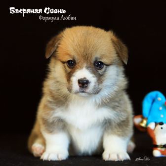 Щенки Вельш Корги Пемброк помета Ф-1 2022 года.