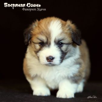 Щенки Вельш Корги Пемброк помета Ф-2 2022 года.