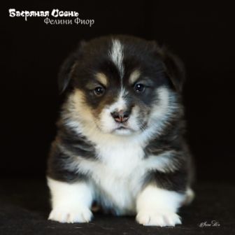 Щенки Вельш Корги Пемброк помета Ф-3 2022 года.