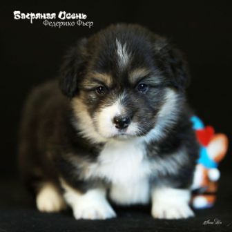 Щенки Вельш Корги Пемброк помета Ф-4 2022 года.