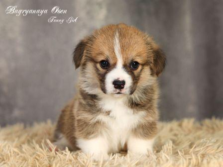 Щенки Вельш Корги Пемброк помета 2023 года литер Ф-1