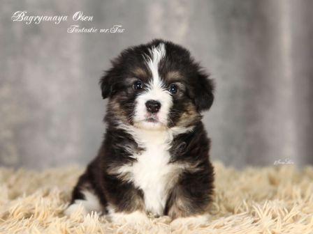 Щенки Вельш Корги Пемброк помета 2023 года литер Ф-3