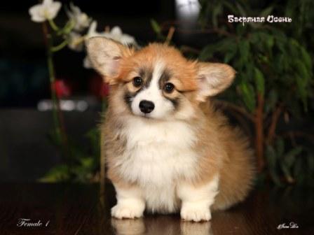 Купить щенка Вельш Корги Пемброк помета 2024 года литер Ф-1