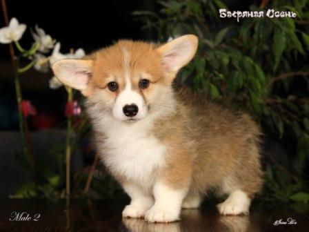 Купить щенка Вельш Корги Пемброк помета 2024 года литер Ф-2