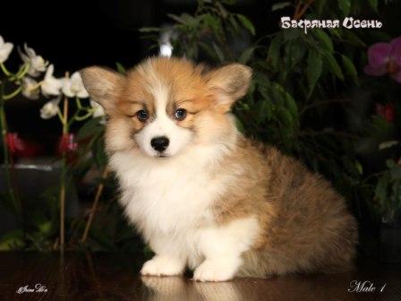 Купить щенка Вельш Корги Пемброк помета 2024 года литер Ф-3