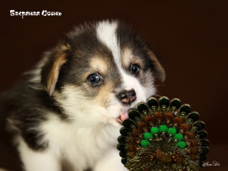 Щенки Вельш Корги Пемброк помета Г 2020 года. Багряная осень. 1