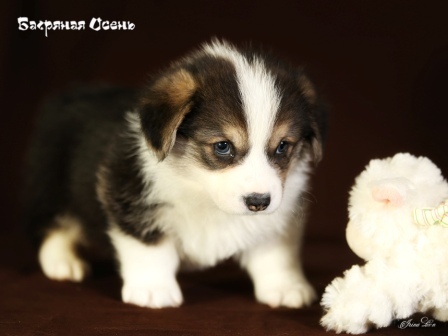 Щенки Вельш Корги Пемброк помета Г 2020 года. Багряная осень. 2