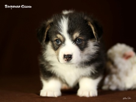 Щенки Вельш Корги Пемброк помета Г 2020 года. Багряная осень. 4