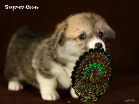 Щенки Вельш Корги Пемброк помета Г 2020 года. Багряная осень. 5