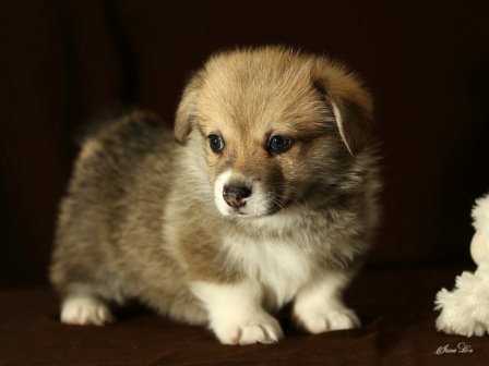 Щенки Вельш Корги Пемброк помета Г 2020 года. Багряная осень. 6