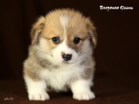 Щенки Вельш Корги Пемброк помета Г 2020 года. Багряная осень. 7