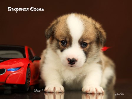 Щенки Вельш Корги Пемброк помета Г21-2 2021 года.