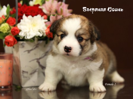 Щенки Вельш Корги Пемброк помета Г21-3 2021 года.