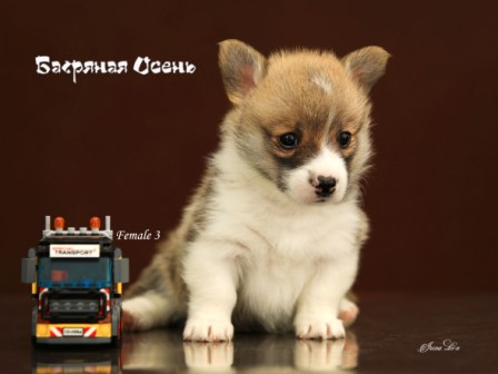 Щенки Вельш Корги Пемброк помета Г21-4 2021 года.