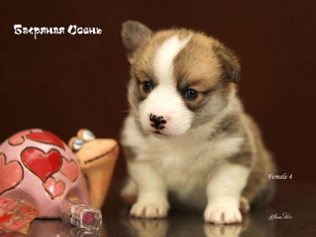 Щенки Вельш Корги Пемброк помета Г21-5 2021 года.