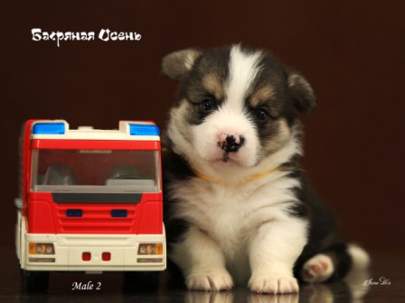 Щенки Вельш Корги Пемброк помета Г21-6 2021 года.