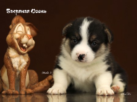 Щенки Вельш Корги Пемброк помета Г21-7 2021 года.