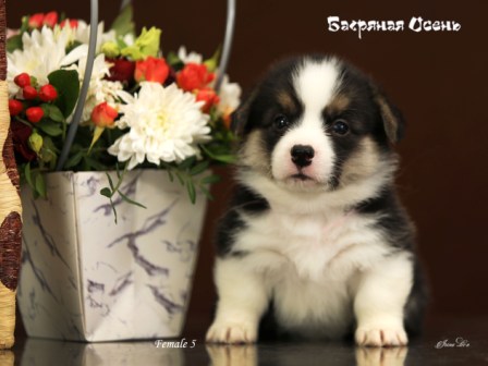 Щенки Вельш Корги Пемброк помета Г21-8 2021 года.