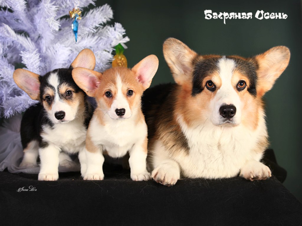 Щенки Вельш Корги Пемброк помета литер Г-1 2022 года