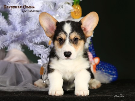 Щенки Вельш Корги Пемброк помета литер Г-2 2022 года