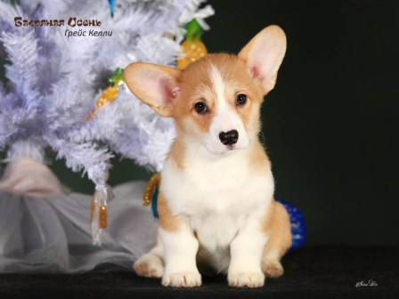 Щенки Вельш Корги Пемброк помета литер Г-3 2022 года