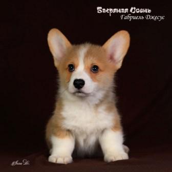 Купить щенка Вельш Корги Пемброк помета Г-1 2023 года