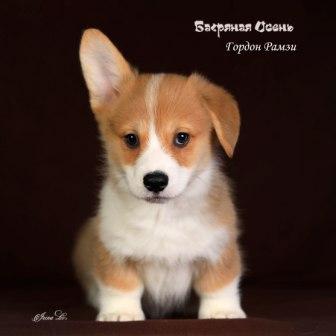 Купить щенка Вельш Корги Пемброк помета Г-4 2023 года