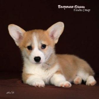 Купить щенка Вельш Корги Пемброк помета Г-5 2023 года