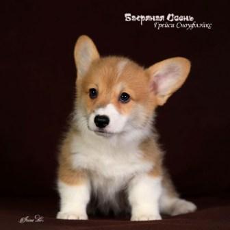 Купить щенка Вельш Корги Пемброк помета Г-6 2023 года