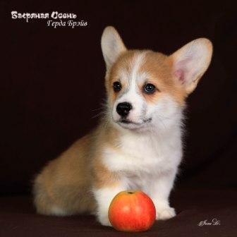 Купить щенка Вельш Корги Пемброк помета Г-7 2023 года