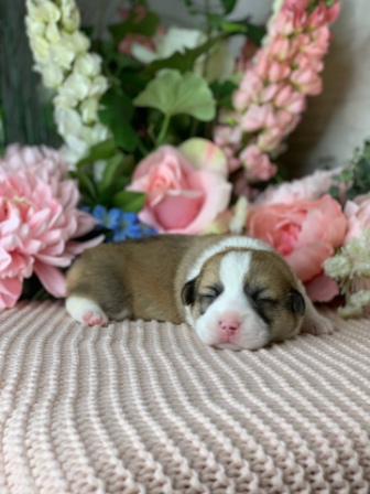 Щенки Вельш Корги Пемброк помета Х-1 2021 года