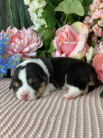 Щенки Вельш Корги Пемброк помета Х-2 2021 года