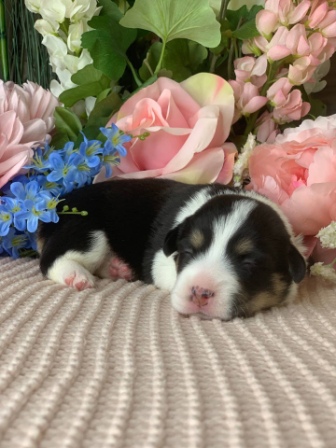 Щенки Вельш Корги Пемброк помета Х-3 2021 года