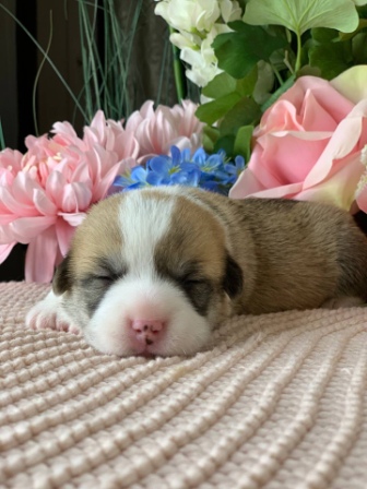 Щенки Вельш Корги Пемброк помета Х-4 2021 года