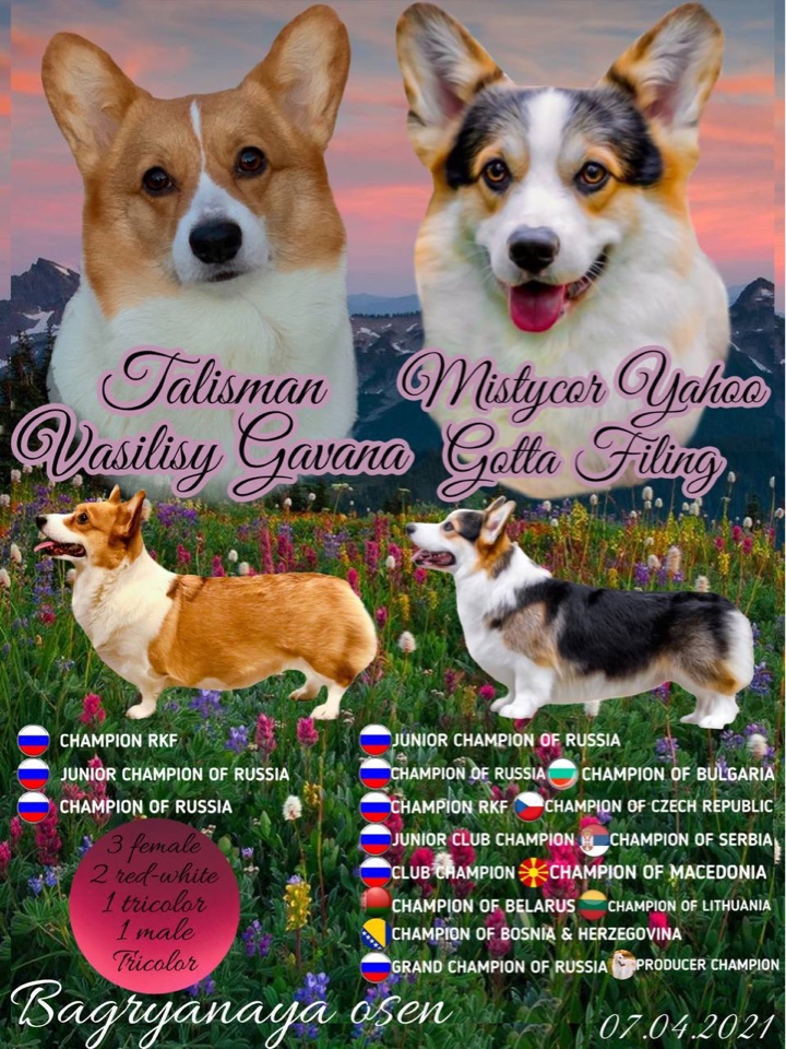 Презентация помета Вельш Корги Пемброк литер Х 2021 года.