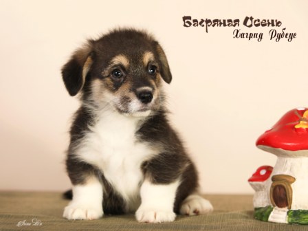 Купить щенка Вельш Корги Пемброк помета Х-1 2022 года.