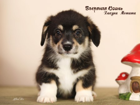 Купить щенка Вельш Корги Пемброк помета Х-2 2022 года.