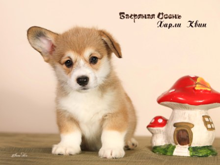 Купить щенка Вельш Корги Пемброк помета Х-3 2022 года.