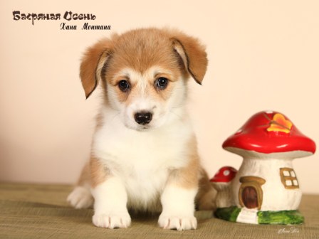 Купить щенка Вельш Корги Пемброк помета Х-4 2022 года.