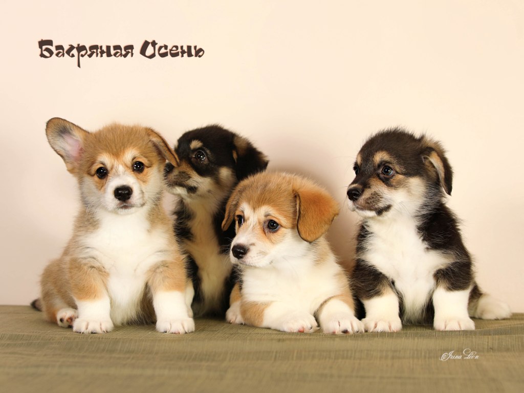 Щенки Вельш Корги Пемброк 2022 года помета литер Х. 