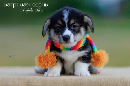 Щенки Вельш Корги Пемброк помета 2023 года литер Х с хвостиками 3